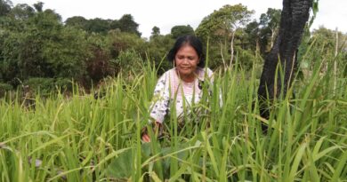 Seorang ibu mencari sayur di kebun - arsip milik selasten