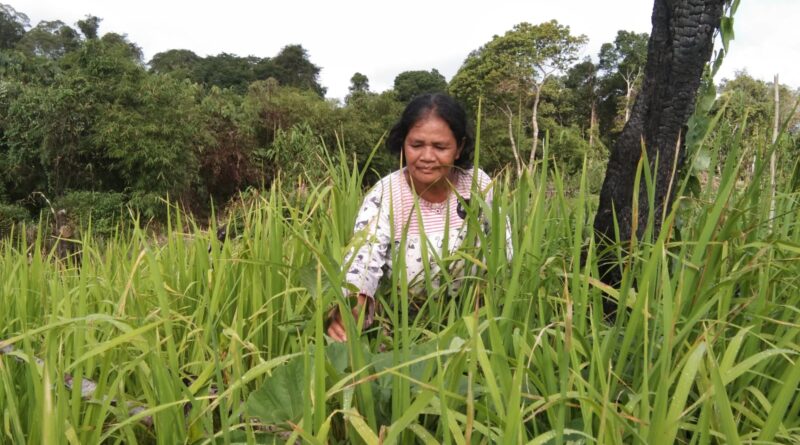 Seorang ibu mencari sayur di kebun - arsip milik selasten