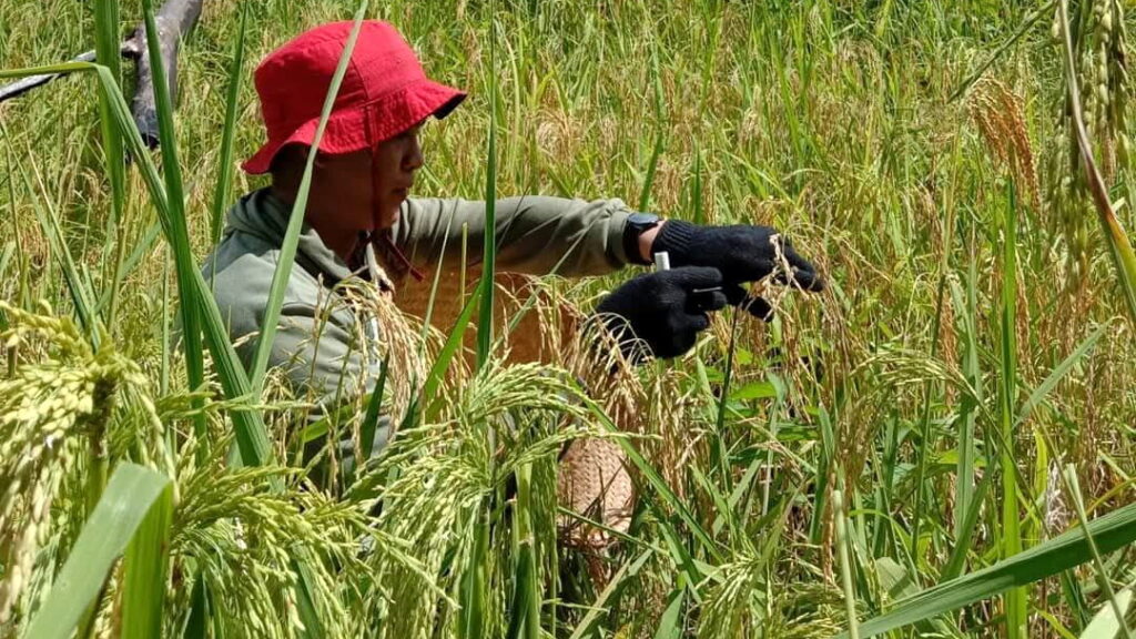 Hamparan tanaman padi di ladang tradisional milik warga Dayak di Desa Tumbang Napoi, Gunung Mas.