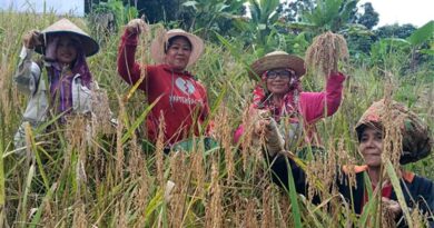 Sejumlah perempuan Masyarakat Adat Dayak Ma'anyan memanen padi lokal di ladang Desa Ampari Bura, Kabupaten Barito Timur.